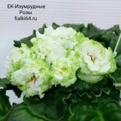 ЕК-Изумрудные Розы (Коршунова)
